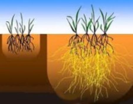 mycorrhizal